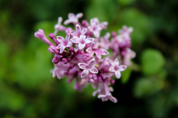 Fresh Spring Lilacs
