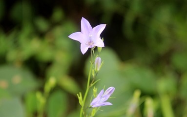 Harebell Flower