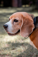Dog beagle on grass
