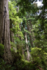 Redwood trees in Redwood forrest in California