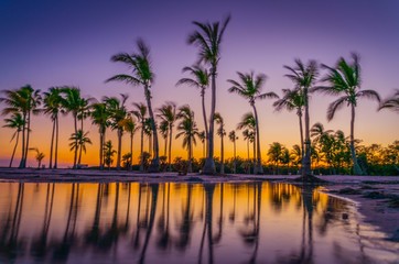 Fototapeta na wymiar sunset palm beach tropical tree sky sea landscape sunrise nature ocean summer pool sun tree blue yellow dusk coconut vacation miami florida