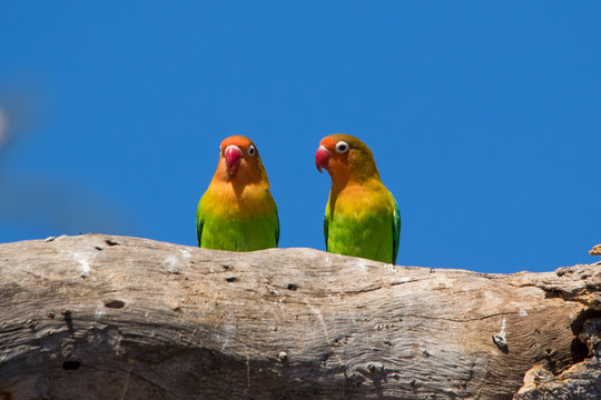 Inseparabili