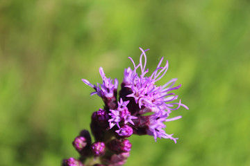 Liatris