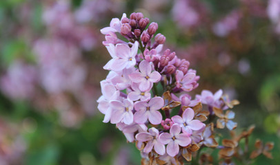Flowering Lilacs