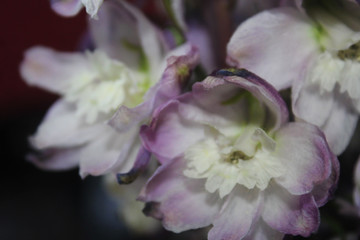 Purple Gladiola Bloom