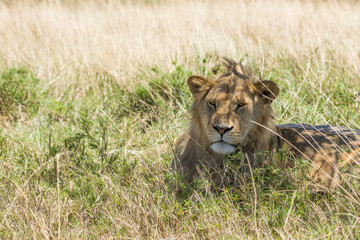 Leone