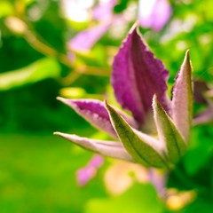 Small Purple Blossom