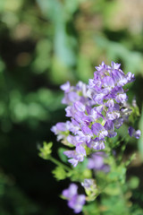 Small Purple Flowers