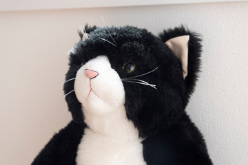 黒　猫　黒猫　黒ねこ　黒ネコ　アップ　クローズアップ　ぬいぐるみ　人形　かわいい　ほっこり　ふわふわ　フワフワ　目　動物　猫科　愛らしい　優しい　見る　凝視　見つめる　セリフ　喋る　話す　会話　感情