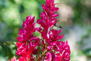 colibri © alfredo914