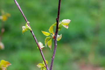 Close up of new bright green leaves grow from the small fresh buds on the young tree brunch in the garden in spring season.