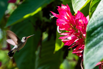colibri