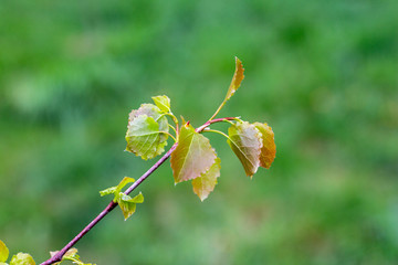 Close up of new bright green leaves grow from the small fresh buds on the young tree brunch in the garden in spring season.