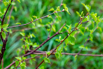 Close up of new bright green leaves grow from the small fresh buds on the young tree brunch in the garden in spring season.