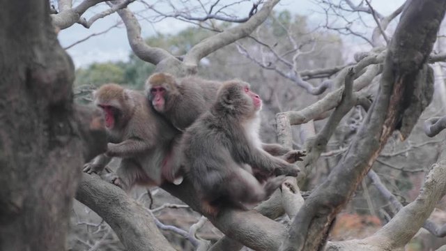 A group of Macaque monkeys grooming one another up a tree in Arashiyama, Kyoto, Japan.