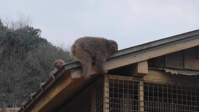 A Macaque monkey climbing down from a roof in Arashiyama, Kyoto, Japan.