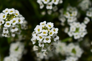 flores blancas