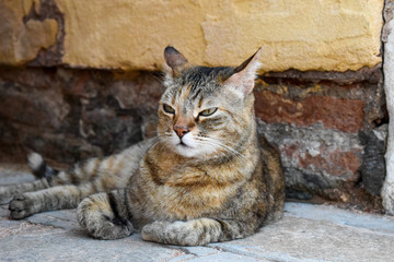 foto de un gato tomada en las calles de venecia 