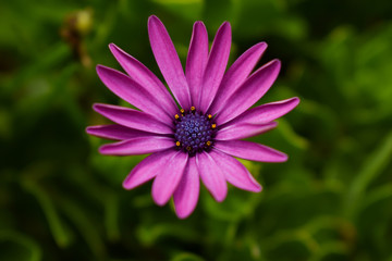 Obraz premium flor violeta