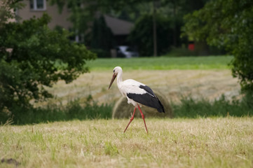 White stork (Ciconia ciconia) walks on green grass, trees in the background - wildlife
