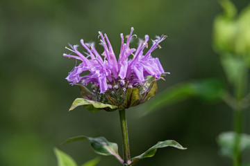 Bee balm in the garden. Known as Monarda it is a genus of flowering plants in the mint family,...