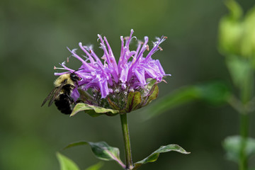 Bumblebee on bee balm in the garden. It is any of over 250 species in the genus Bombus, part of Apidae, one of the bee families. Bee balm is a genus of flowering plants in the mint family.