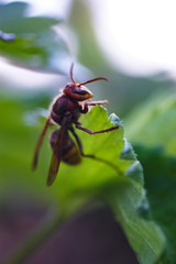 Naklejka premium close-up, hornet on a green leaf, background with a soft bokeh