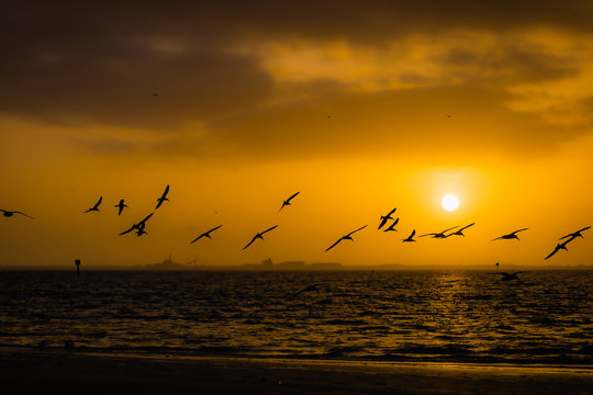Seagull silhouette sunrise on Tampa Bay morning © steven