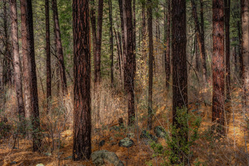 Fall for Sedona