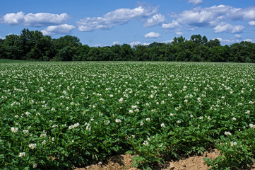 Fototapeta na wymiar Potato plants in full bloom. It is a starchy, tuberous crop from the perennial nightshade Solanum tuberosum. Potato refers to the edible tuber. Common terms include tater, tattie, and spud.