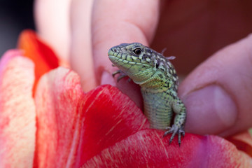 human hand holding a green lizard with a long tail