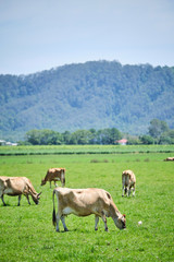 Naklejka na ściany i meble Dairy cows in open green field space in Australia after rain on a hot summer day
