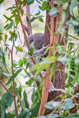 Fototapeta na wymiar Baby koala bear on mums back walking around animal sanctuary in Australia