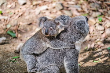 Fototapeta premium Baby koala bear on mums back walking around animal sanctuary in Australia