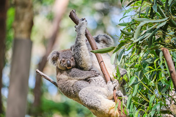 Baby koala bear on mums back walking around animal sanctuary in Australia