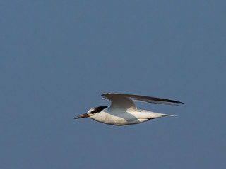 A Little Tern in flight with non-breeding plumage where its crown is mottled with black and white and it has a black bill. Its scientific name is Sternula albifrons.  