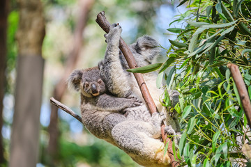 Fototapeta premium Baby koala bear on mums back walking around animal sanctuary in Australia