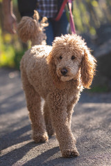 Labra Doodle Taking a Walk