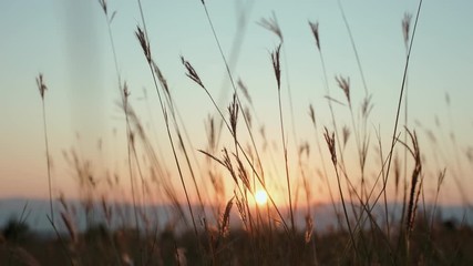 Blades of grass in meadow closeup sway from light wind in sunset orange light of sunny summer day in mountains. Bright disc of sun slowly sets behind peaks of mountain range. Nature - Powered by Adobe