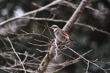 Thrush / Thrush eats fruits and ground insects.