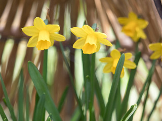 Obraz premium スイセンの花