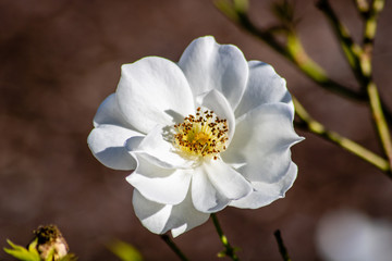 White rose