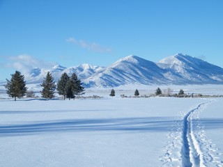 Fototapeta premium Cross Country Skiing at Golf Course on a Sunny Day in Winter Snow