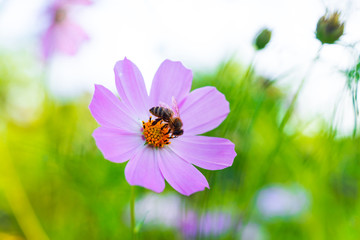A small Bee eats a nectar from Cosmos bipinnatus flower