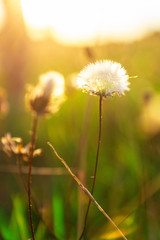Beautiful Dandelion in the sunset backlight