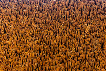 Detail of a straw thatch roof
