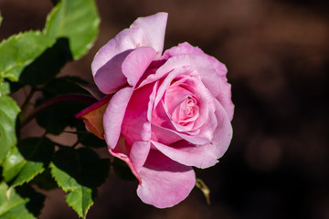 Pink rose