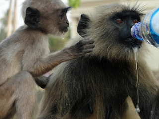 Thirsty monkeys drinking from a water bottle,Kolkata,West Bengal,India.
