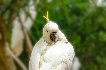 Cockatoo Close