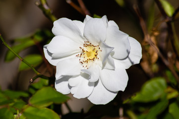 White rose